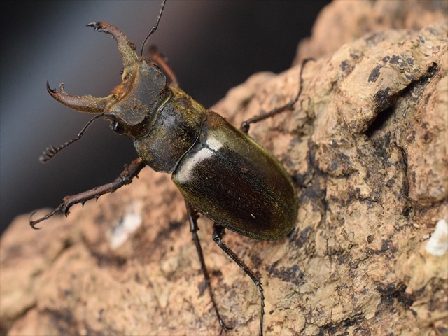 【即ブリ可】ウェムケンミヤマクワガタ39ｍｍペア