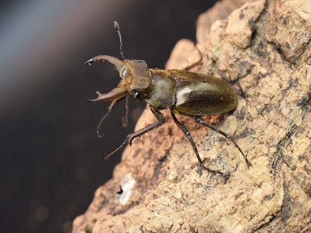【即ブリ可】ウェムケンミヤマクワガタ39ｍｍペア