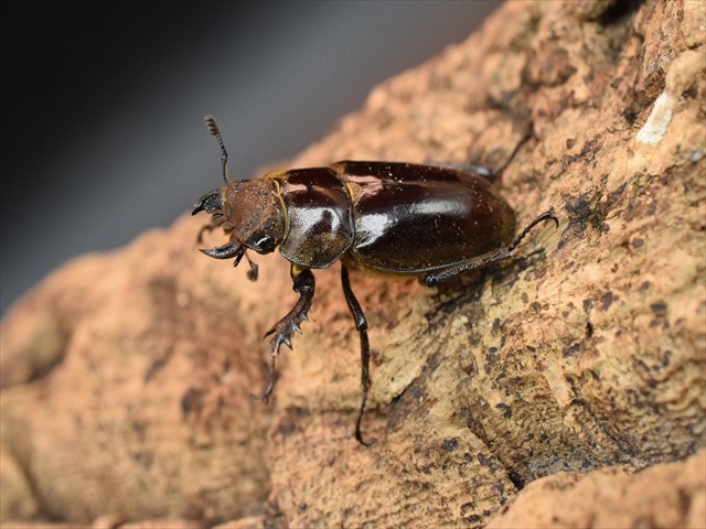 【即ブリ可】ウェムケンミヤマクワガタ39ｍｍペア