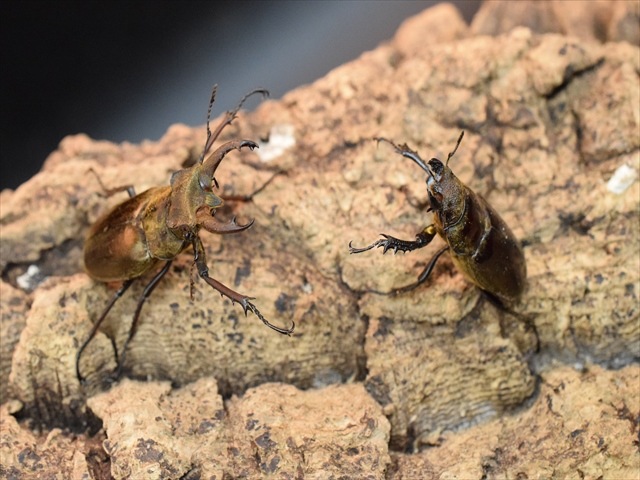 【即ブリ可】ウェムケンミヤマクワガタ39ｍｍペア