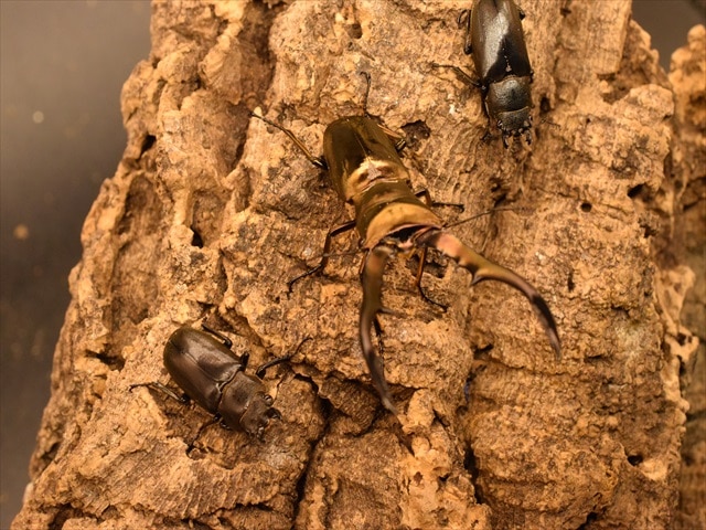 メタリフェルホソアカクワガタ68mm産卵安心セット | 外国産クワガタ