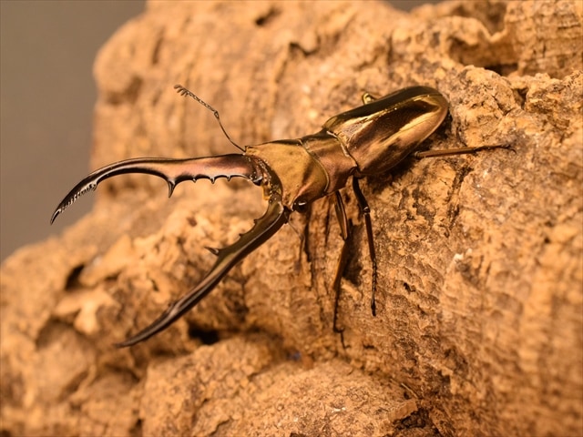 メタリフェルホソアカクワガタ68mm産卵安心セット | 外国産クワガタ