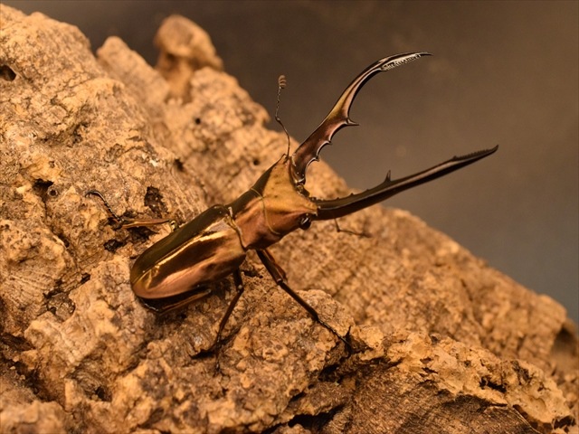メタリフェルホソアカクワガタ68mm産卵安心セット | 外国産クワガタ