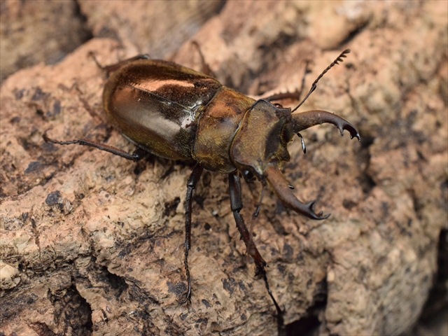 【新成虫】ウェムケンミヤマクワガタ40ｍｍペア