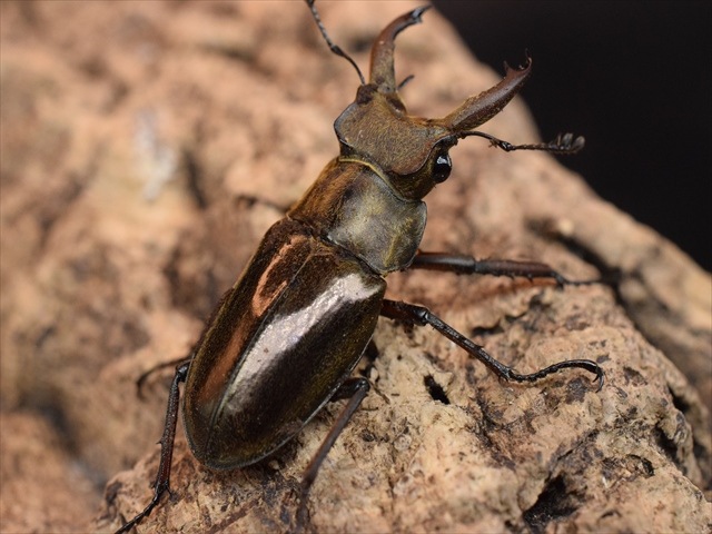 【新成虫】ウェムケンミヤマクワガタ40ｍｍペア