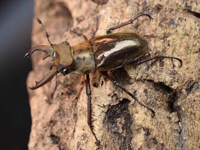 【新成虫】ウェムケンミヤマクワガタ40ｍｍペア