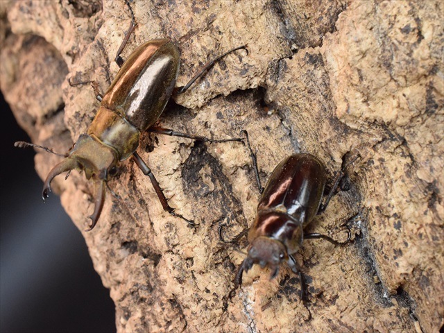 【新成虫】ウェムケンミヤマクワガタ40ｍｍペア