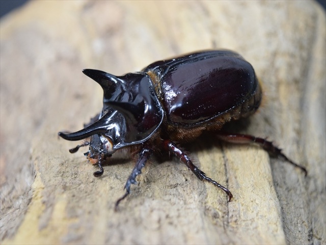 【大型】スリナムミツノカブト成虫45ｍｍペア【ホワイトアイ血統】