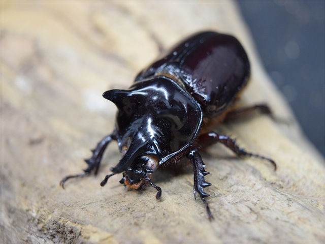 【大型】スリナムミツノカブト成虫45ｍｍペア【ホワイトアイ血統】
