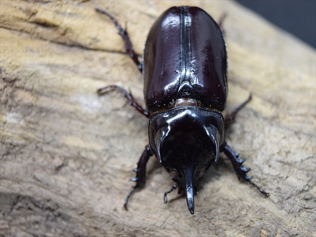 【大型】スリナムミツノカブト成虫45ｍｍペア【ホワイトアイ血統】