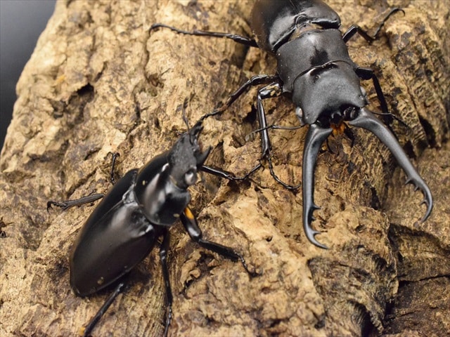 ギラファノコギリクワガタ(ホワイトアイ血統) ♂97.5mm成虫ペア – 昆虫