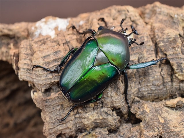 新成虫】シロヘリミドリツノカナブンペア | カナブン、コガネムシ