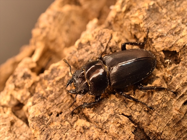 カシワギ mqdefault.jpg