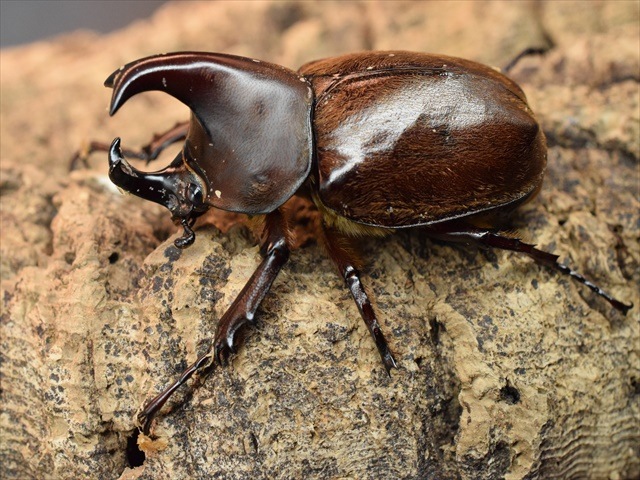 【♂単品】ケブカヒメカブト49mm