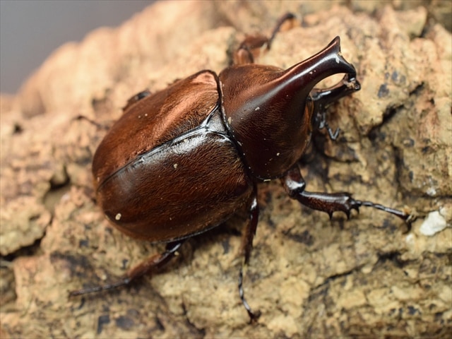 【♂単品】ケブカヒメカブト49mm