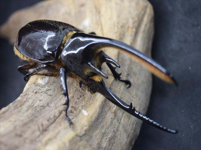 ローチオオカブト新成虫ペア