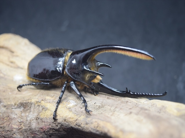ネプチューン亜種 ローチオオカブト 115mmペア