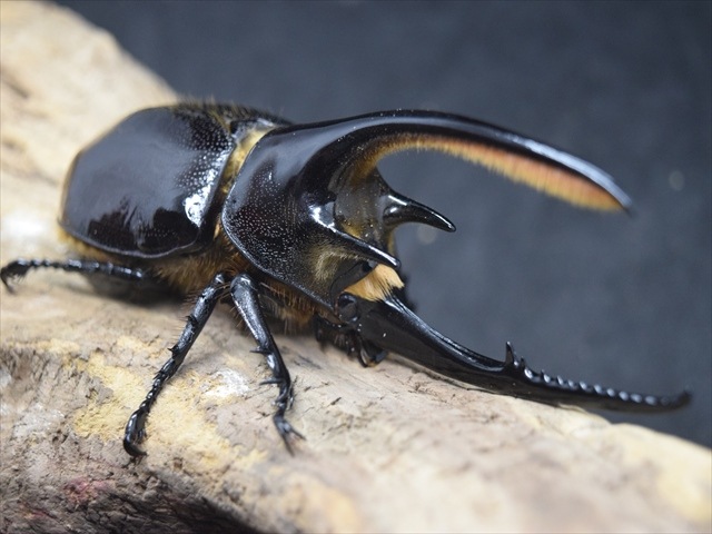 【希少ペア】ローチオオカブト【2令後期～3令初期】