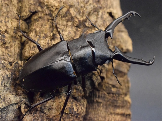 ホワイトアイ血統】ギラファノコギリクワガタ83mmペア | 外