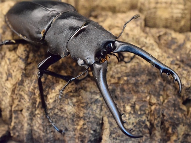 ギラファノコギリクワガタ　 パーフェクトキング ARS10 PSA10相当 ギラファノコギリクワガタ パーフェクトキング ARS10 PSA10相当