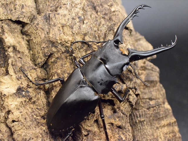 ホワイトアイ血統】ギラファノコギリクワガタ83mmペア | 外