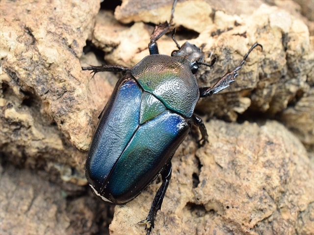 新成虫】シロヘリミドリツノカナブンペア | カナブン、コガネムシ