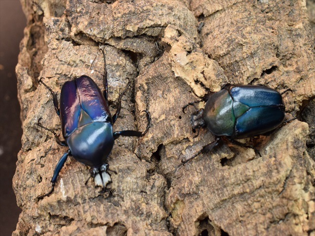 新成虫】シロヘリミドリツノカナブンペア | カナブン、コガネムシ