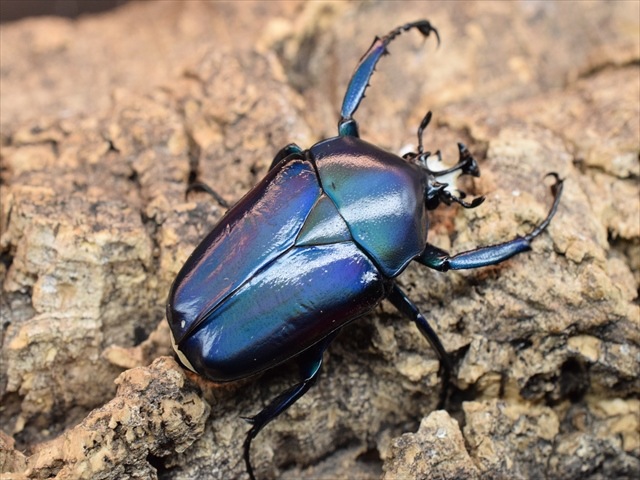 新成虫】シロヘリミドリツノカナブンペア | カナブン、コガネムシ