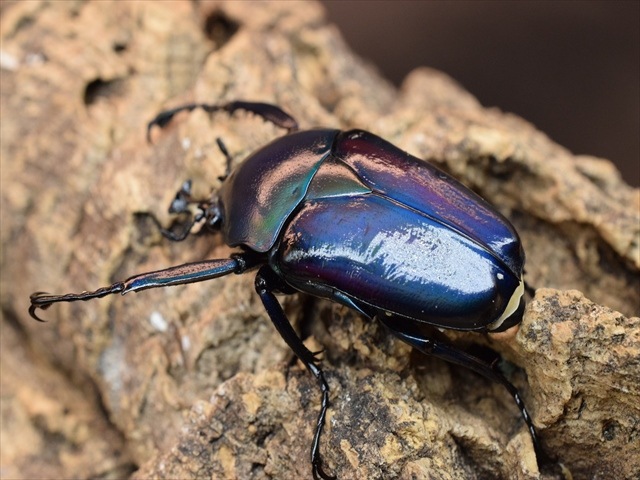 新成虫】シロヘリミドリツノカナブンペア | カナブン、コガネムシ