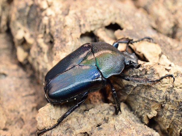 新成虫】シロヘリミドリツノカナブンペア | カナブン、コガネムシ