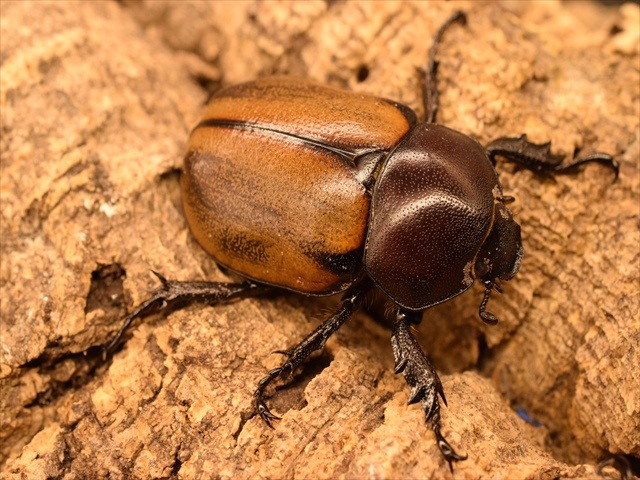 ☆大人気！超貴重種！フンボルト・ヒナカブト初2令4頭セット☆ ☆大人気！超貴重種！フンボルト・ヒナカブト初令4頭セット 大人気！超