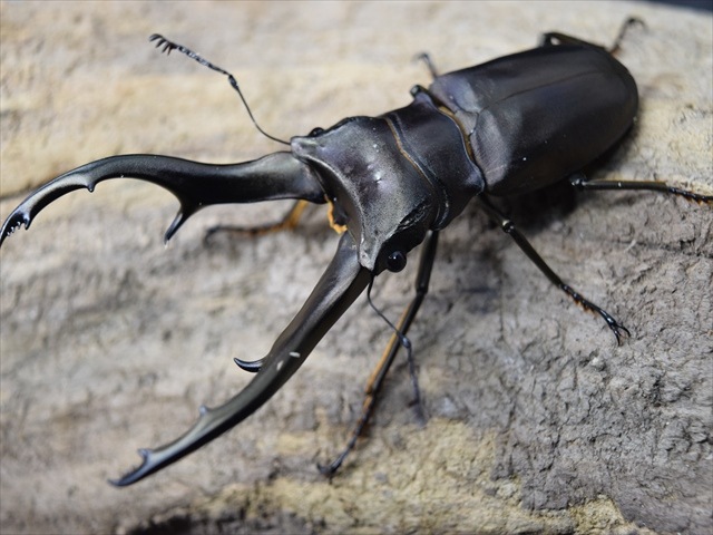 ヒャンホソアカクワガタ （ムルティデンタトゥス）成虫トリオ