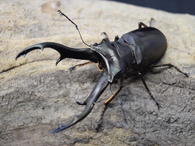 新成虫】インペラトールホソアカクワガタ75mmペア | 外国産