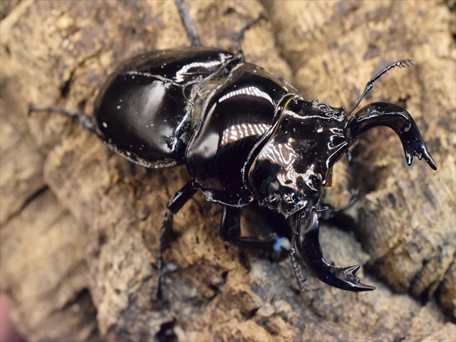 タランドゥス（タランドス）オオツヤクワガタ72mm成虫ペア