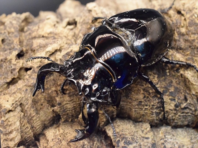 タランドゥス（タランドス）オオツヤクワガタ72mm成虫ペア | 外国産