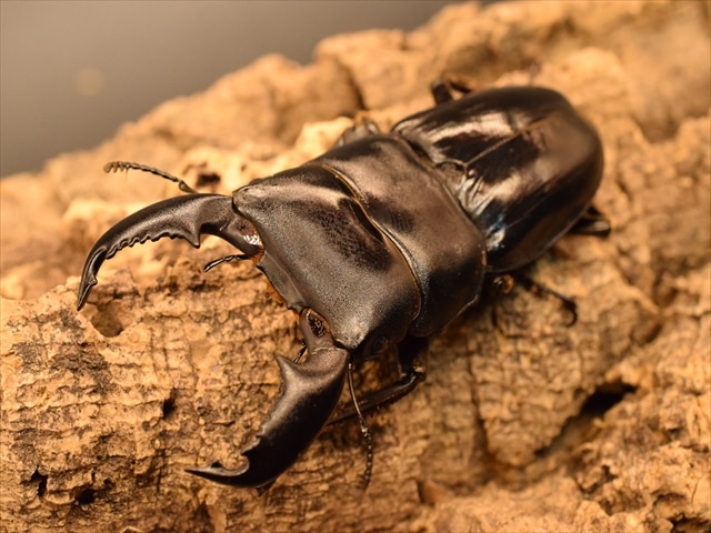 新成虫スマトラオオヒラタクワガタ70mmペア | 外国産クワガタ 成虫