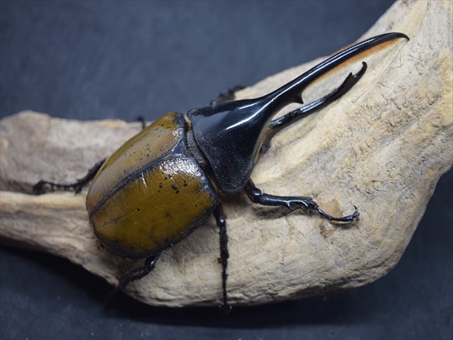 成約御礼｜レア亜種！ヘラクレス・リッキー（ペルー/ウカヤリ産）2令