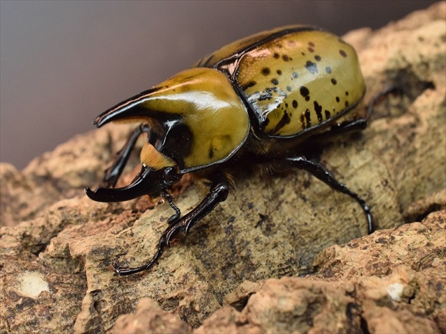 【即ブリ可】ティティウスシロカブト62ｍｍペア