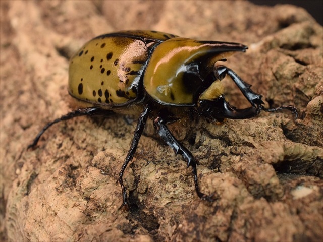 【即ブリ可】ティティウスシロカブト62ｍｍペア