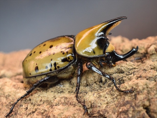 【即ブリ可】ティティウスシロカブト62ｍｍペア