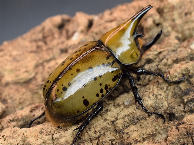 【即ブリ可】ティティウスシロカブト62ｍｍペア