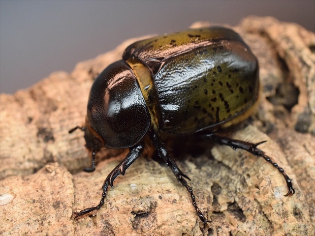 【即ブリ可】ティティウスシロカブト62ｍｍペア