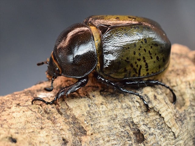 【即ブリ可】ティティウスシロカブト62ｍｍペア