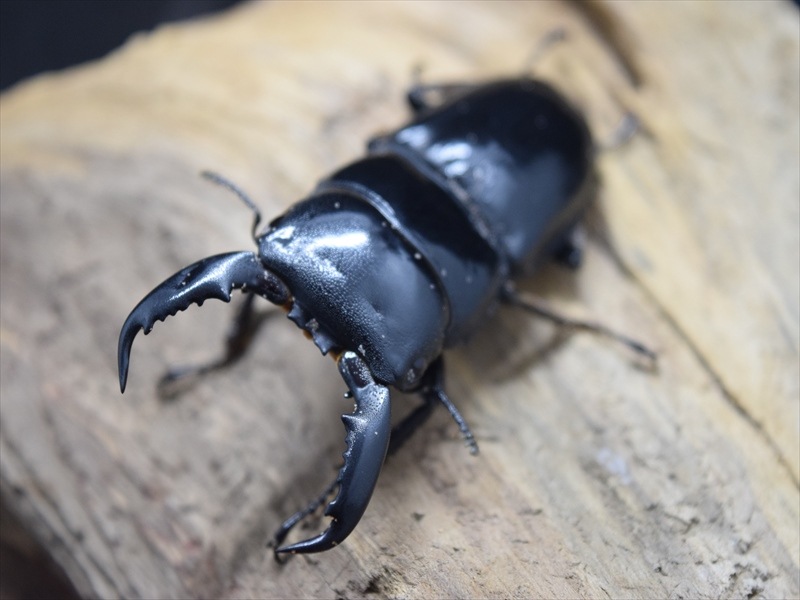 【即ブリ】パラワンオオヒラタ59ｍｍ成虫ペア