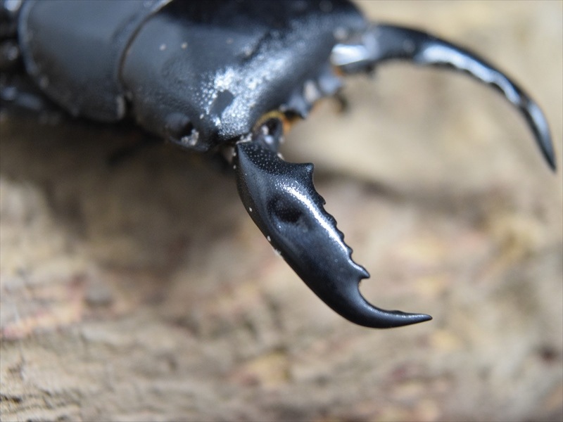 【即ブリ】パラワンオオヒラタ59ｍｍ成虫ペア