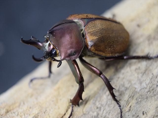 新成虫】マルガリータヒナカブト43mmペア | 外国産カブトムシ 成虫 | 極