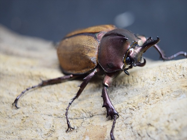 珍マダガスカルのカブトムシ カブトムシ(甲虫、兜虫) , 蝶の標本 販売・通販のNatureShop