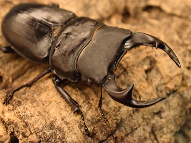 【レッドアイ血統】国産オオクワガタ（能勢産）63ｍｍペア【新成虫】