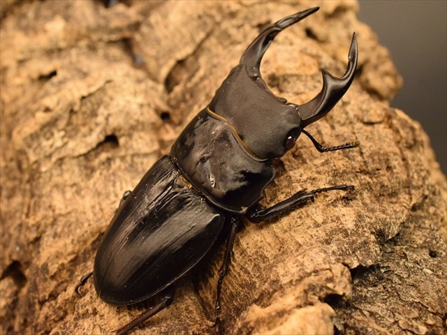 【レッドアイ血統】国産オオクワガタ（能勢産）63ｍｍペア【新成虫】