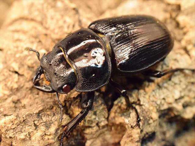 【レッドアイ血統】国産オオクワガタ（能勢産）63ｍｍペア【新成虫】